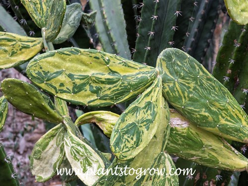Warm Hand Cactus (Nopalea cochenillifera var. Variegata)
Has nice bright yellow mottled varigation.